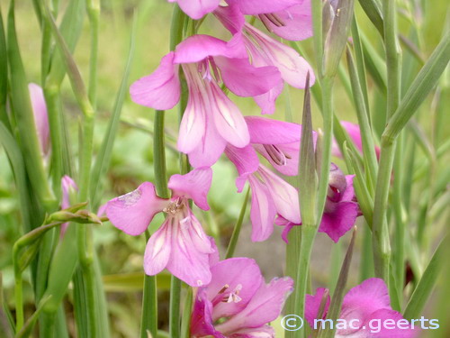 Gladiolus imbricatus